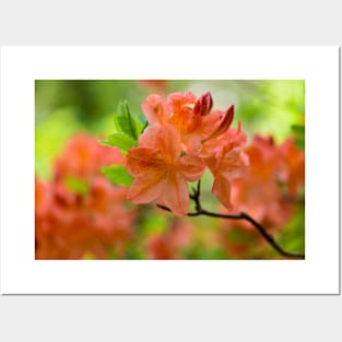 Orange Rhododendron Posters and Art